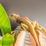 Bearded dragon on top of leaves