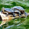 2 turtles on a floating tree trunk in the water