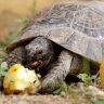 Turtle eating apple