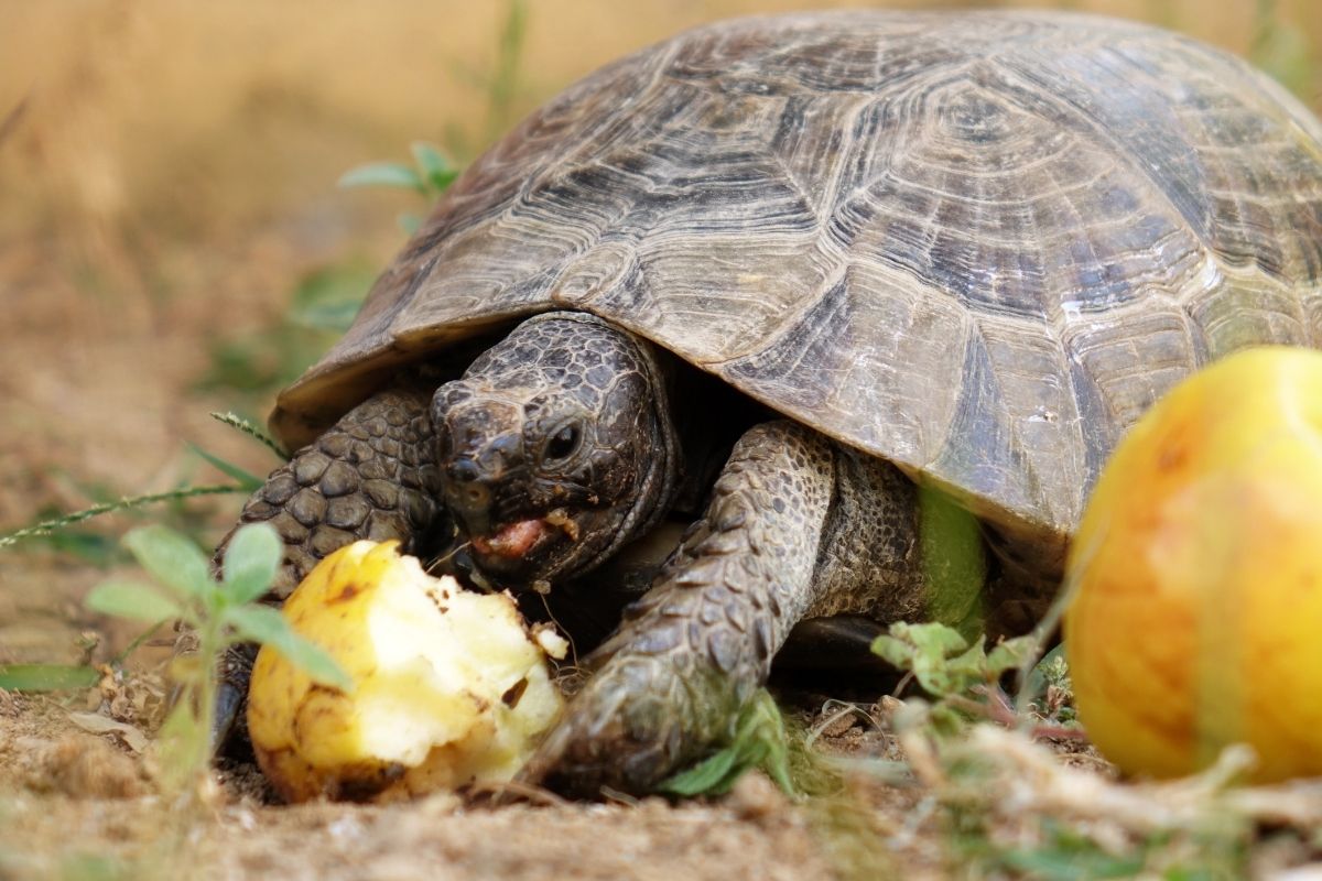 Turtle eating apple