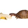 turtle eating banana