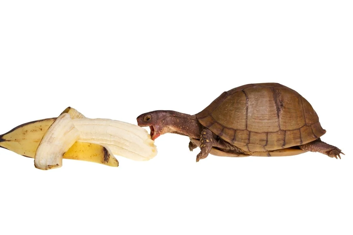 Turtle eating banana