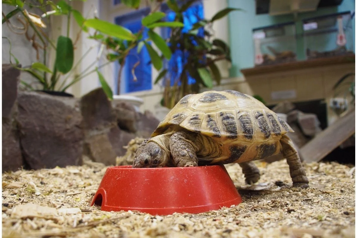 Eating turtle on red bowl