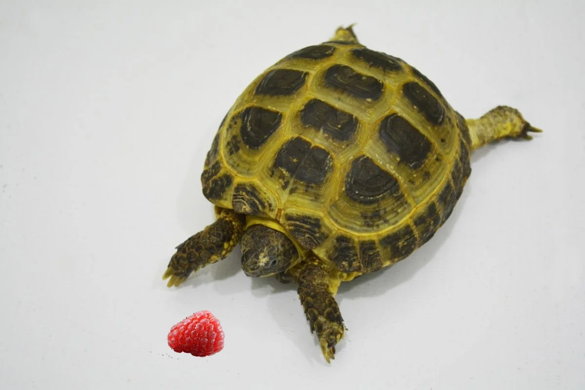 Turtle and raspberry