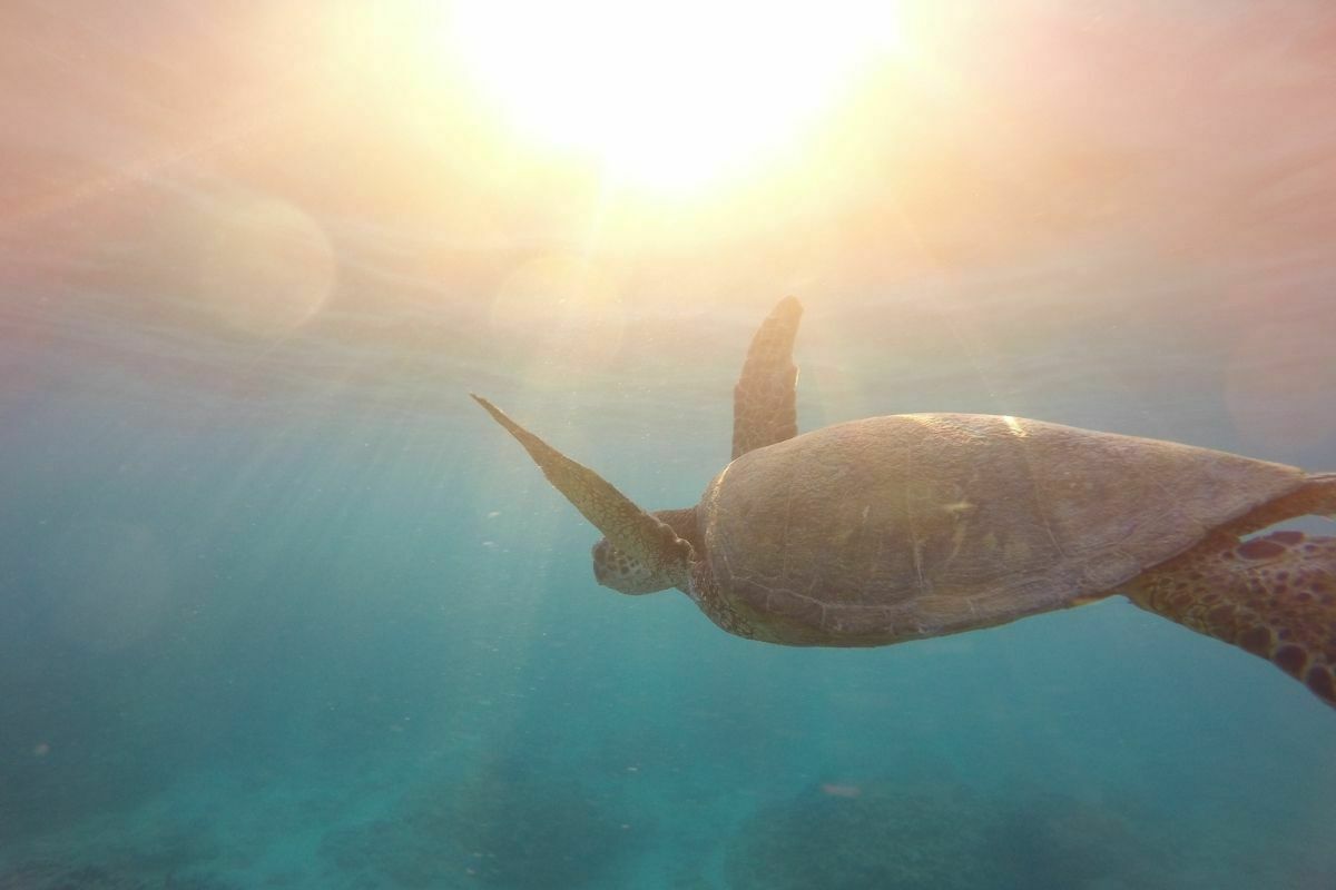 A turtle near the surface of the water