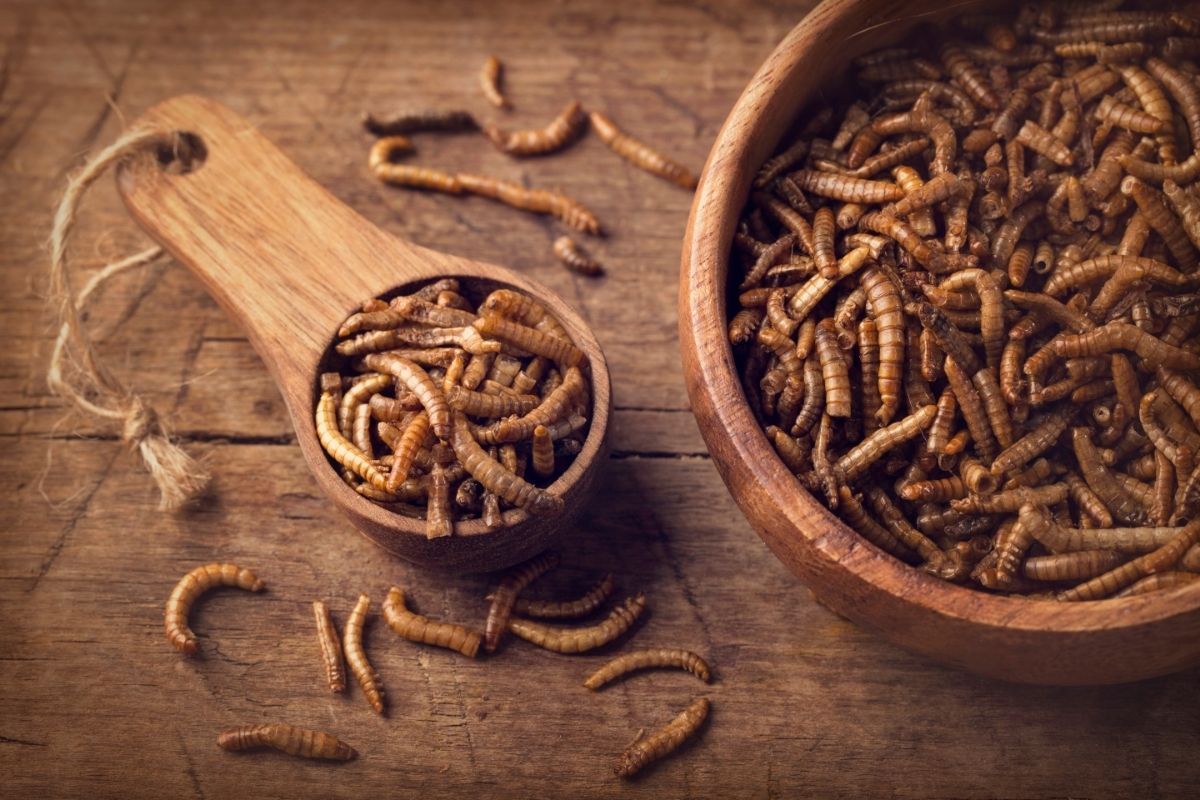 A bowl of mealworm