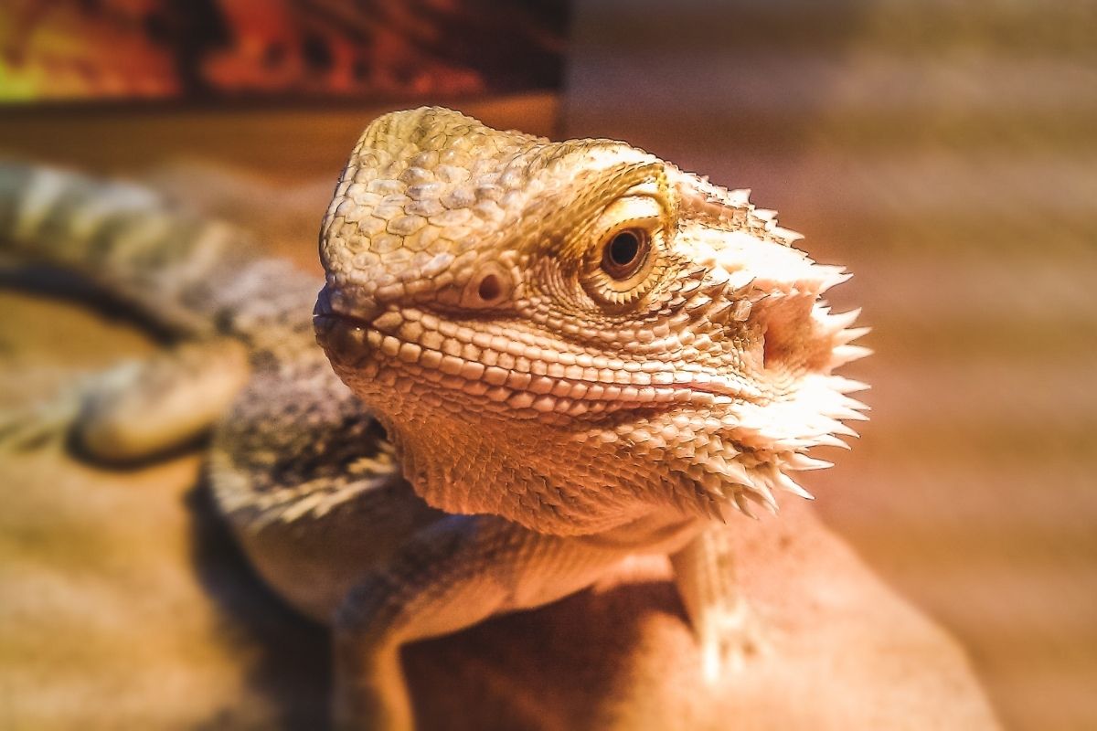 Bearded dragon on a rock close up