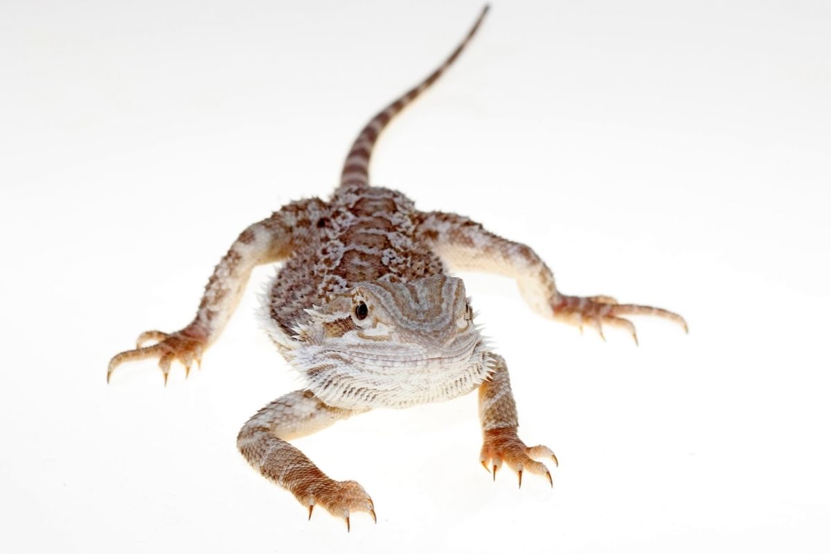 Bearded dragon on white background