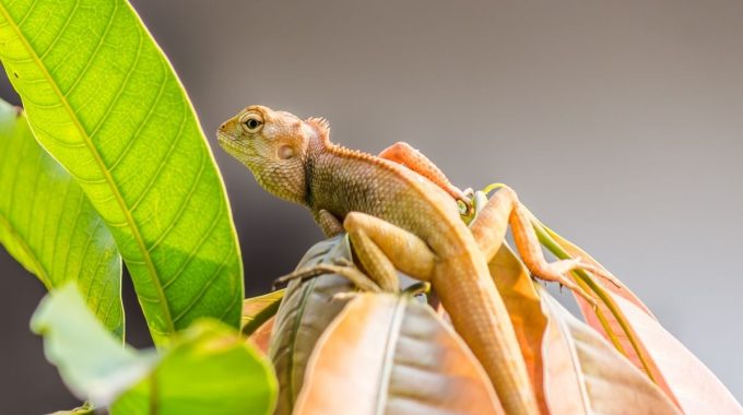 Is Your Bearded Dragon Lethargic? This Is The Reason!