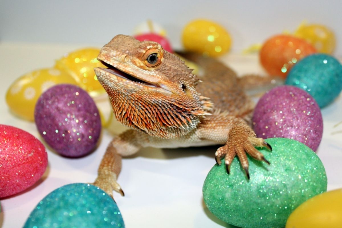 Bearded dragon with colorful eggs