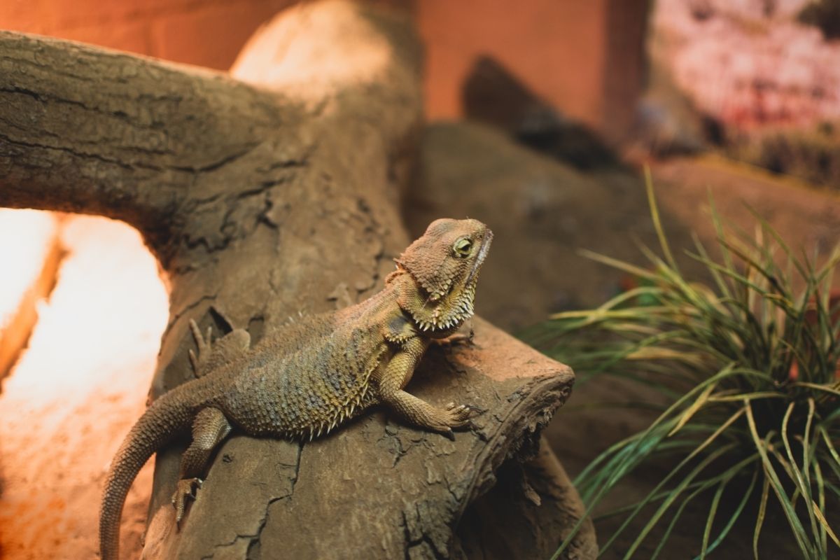 Small bearded dragon on top of wood