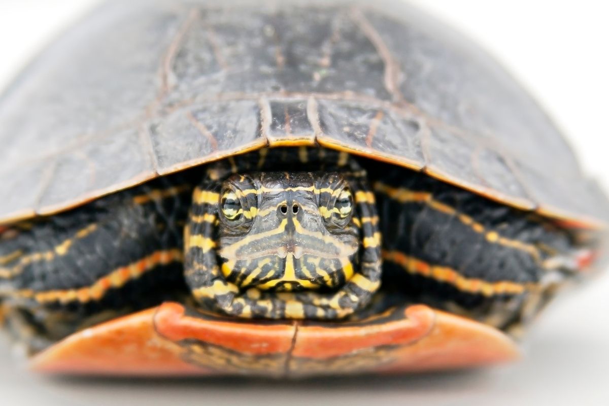 A turtle is hiding in its shell