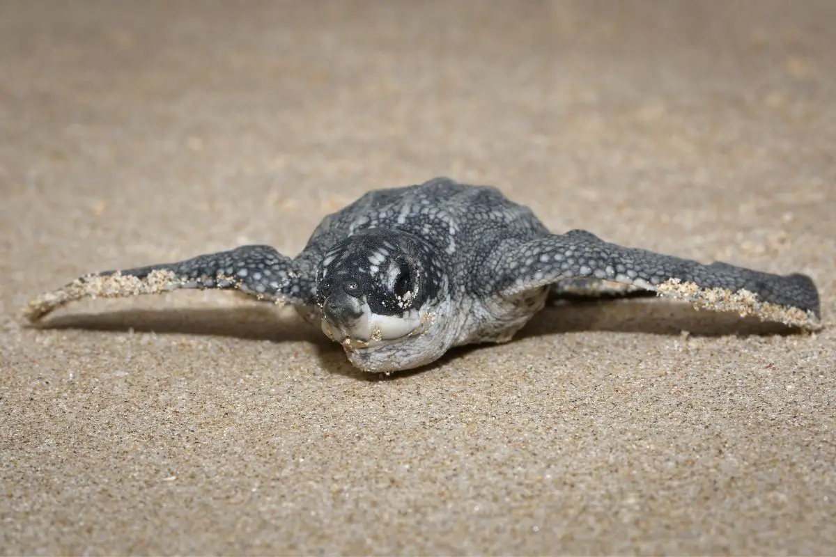 Close-up of a newborn leatherback sea turtle