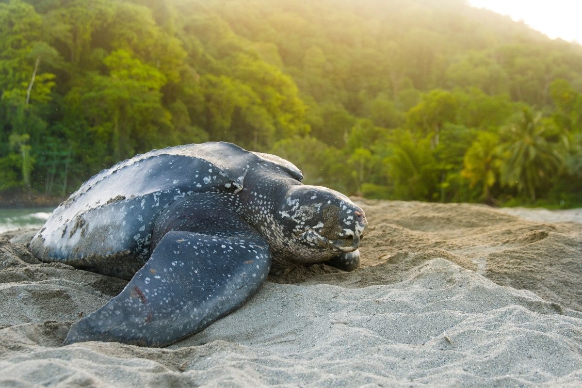 Leatherback sea turtle on the lying shore