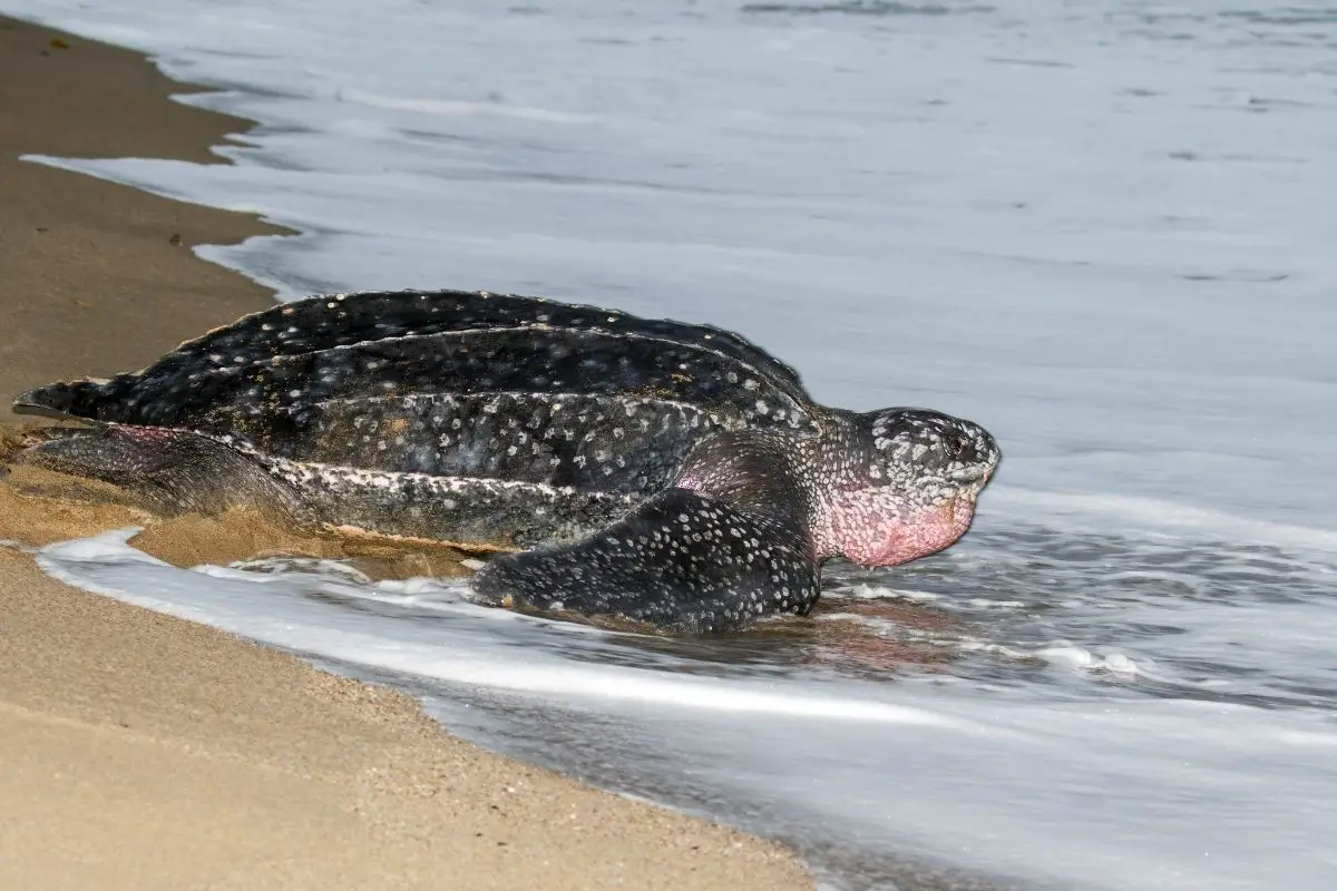 Leatherback sea turtle on a sandy beach