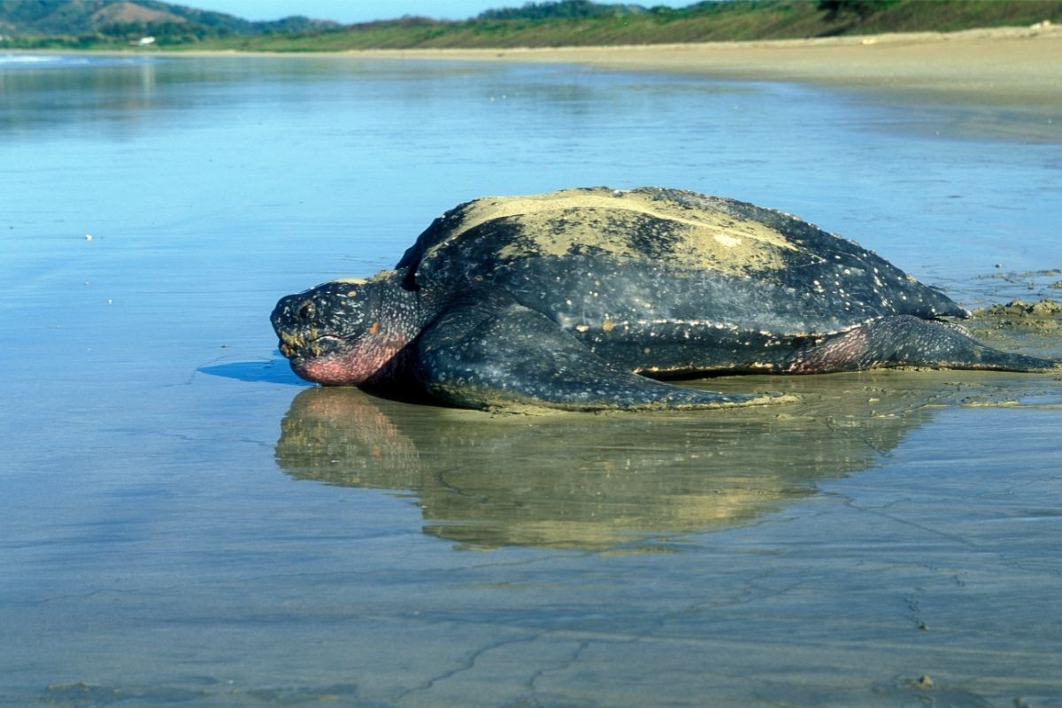 Leatherback turtle