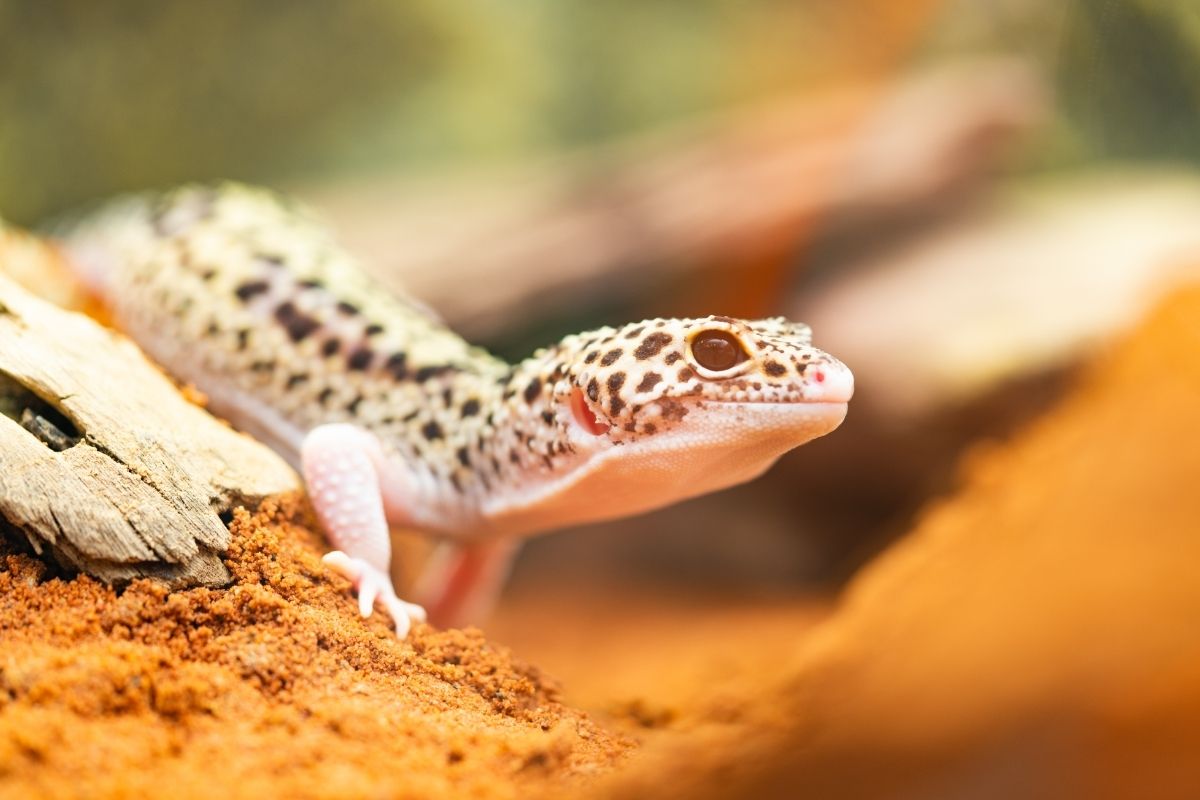 Leopard gecko