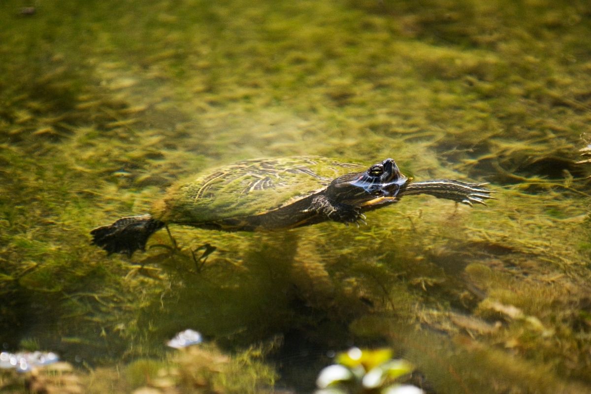 A turtle swimming