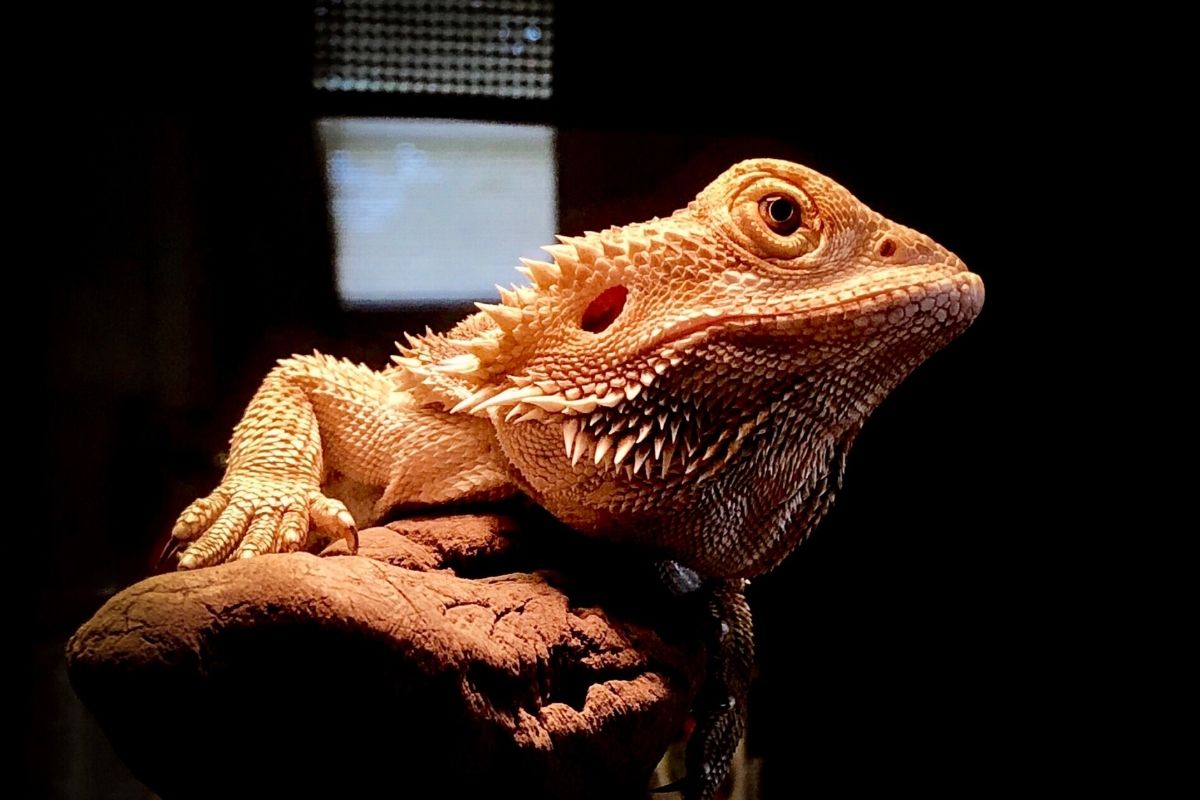 Bearded dragon under some light