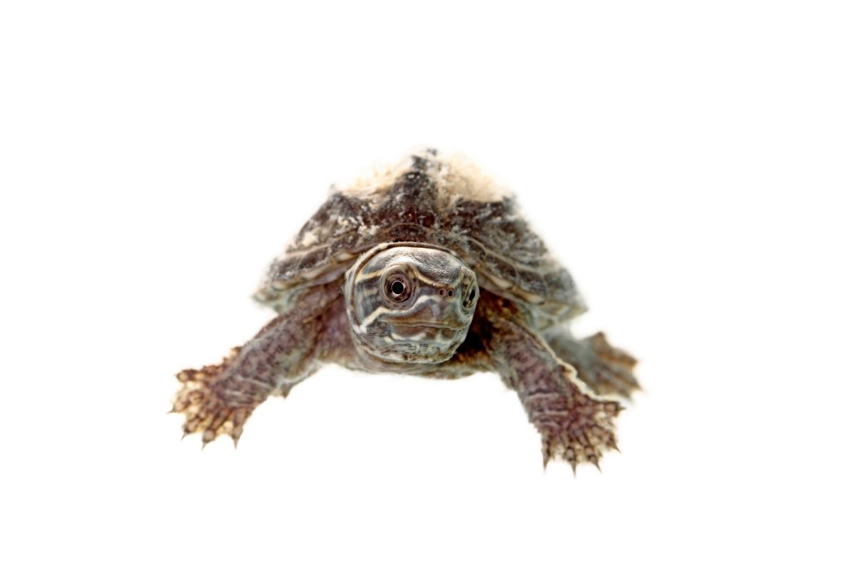A closeup of young loggerhead musk turtle