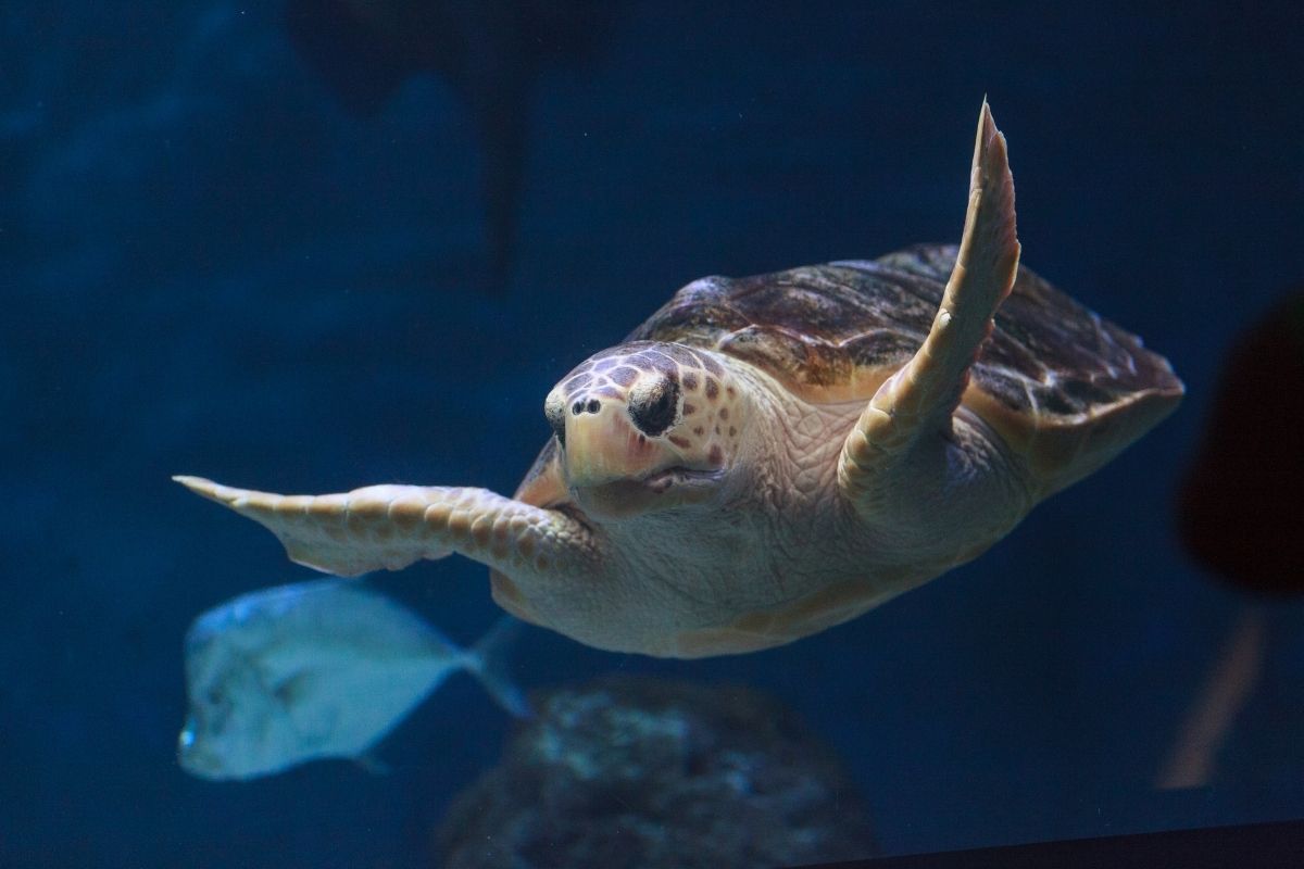 Loggerhead sea turtle swimming udnerwater