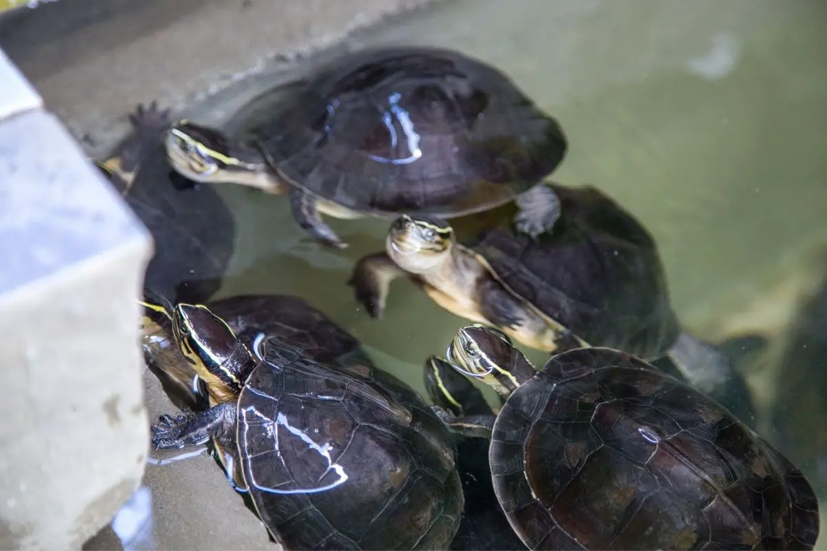 4 Malaysian Box turtles in water