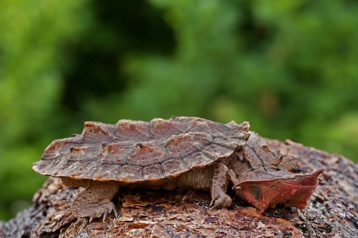 Matamata turtle on a log