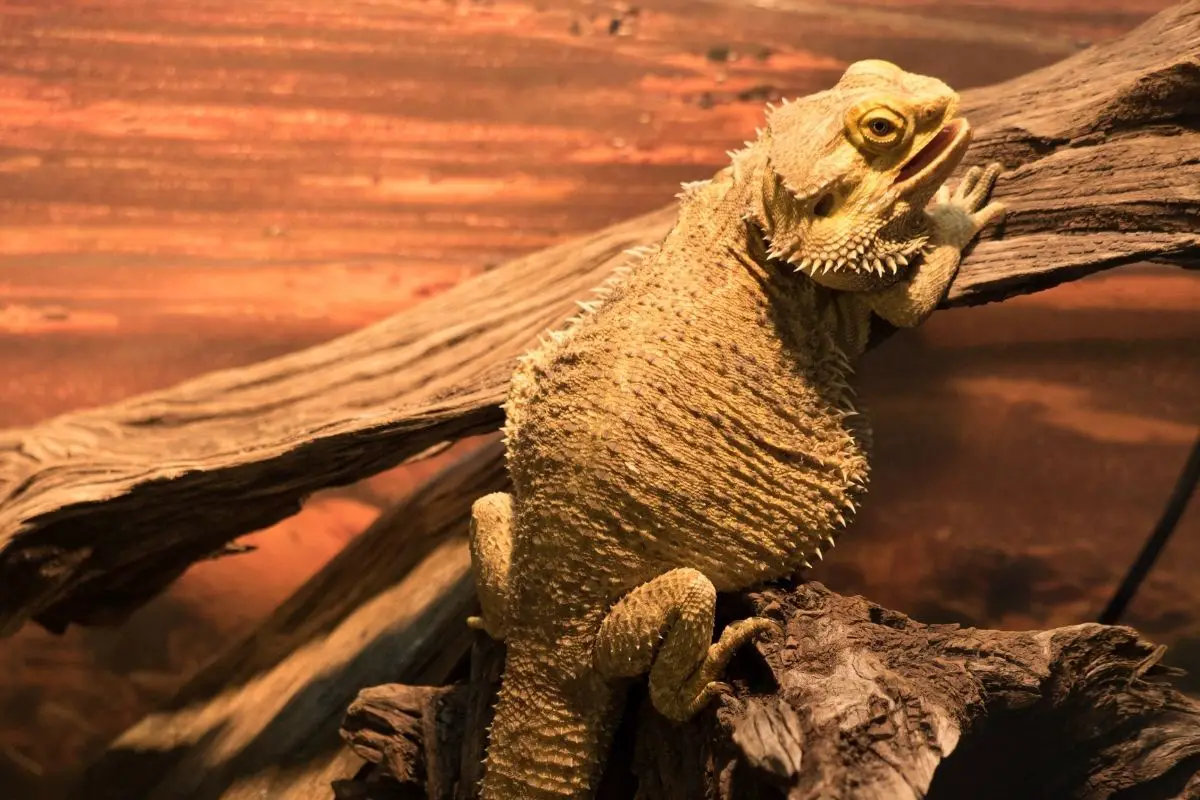 Bearded Dragon Crawling Up Some Wood