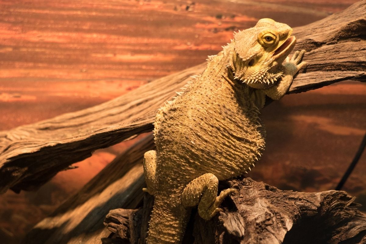 Bearded dragon crawling up some wood