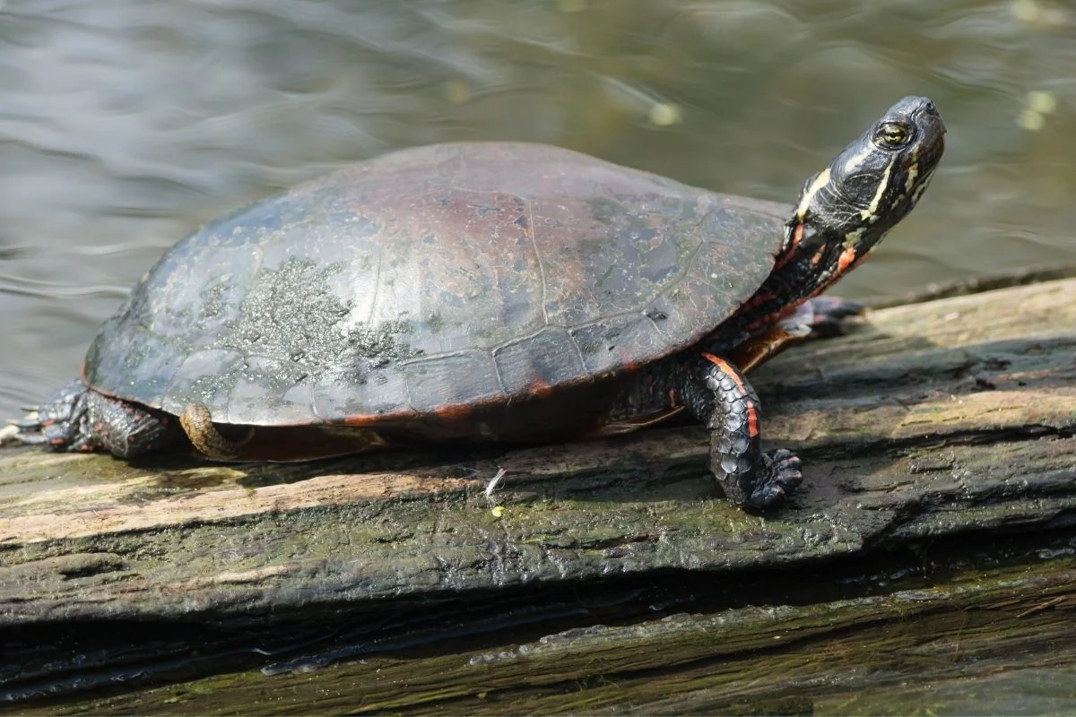 Midland painted turtle on a log