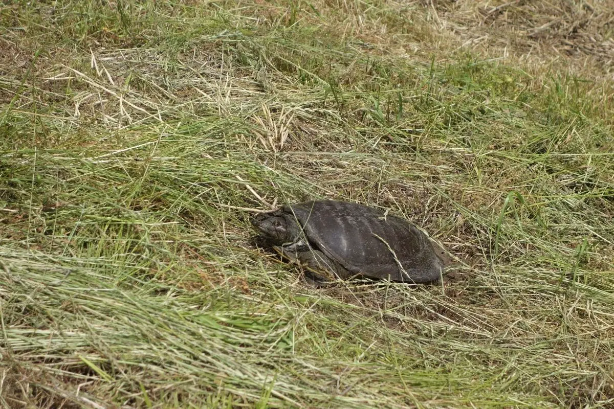 Midland smooth softshell in the grass