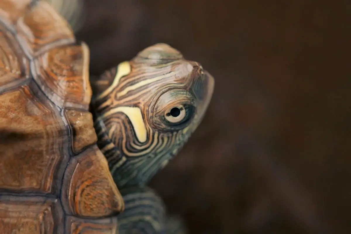 A portrait of mississippi map turtle