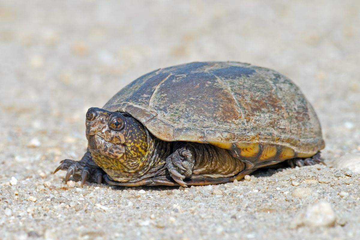 Mississippi mud turtle in the sand