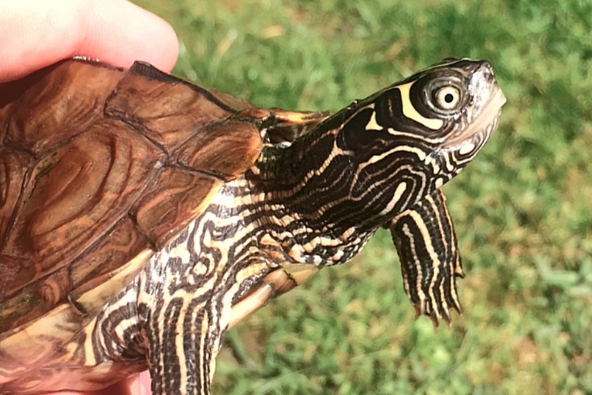 someone holding a Mississippi Mud Turtle