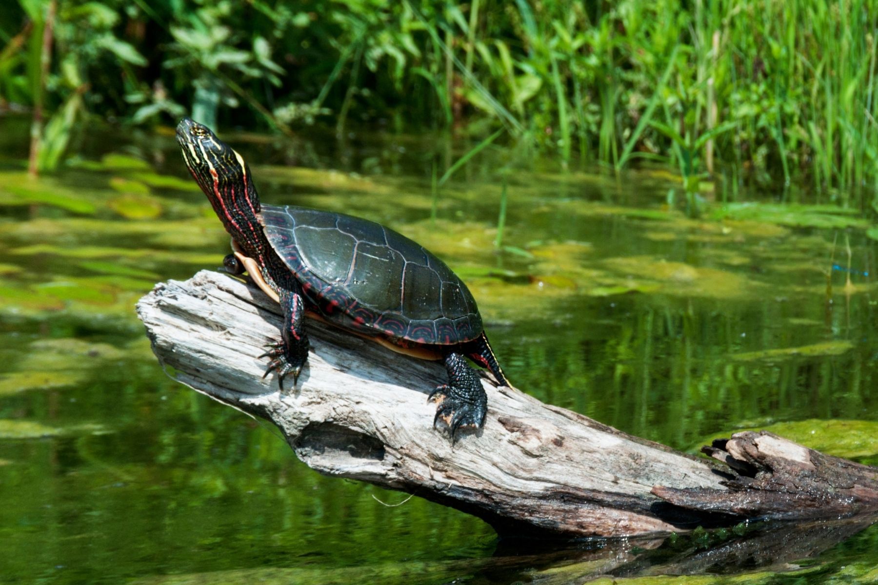 Mud Turtle sunbathing on a log