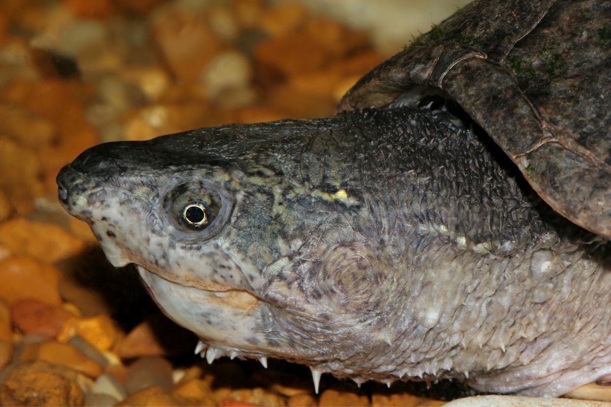close up of a Musk Turtle's head