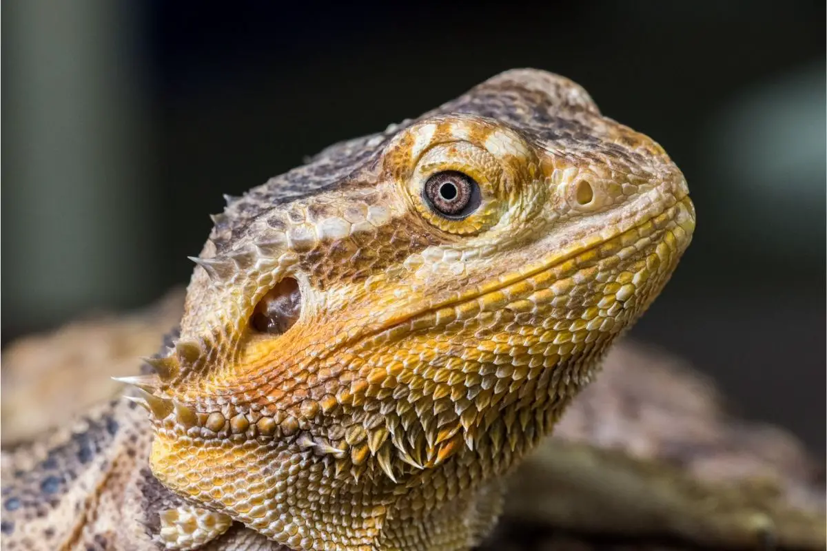 Close-up of a bearded dragon's head