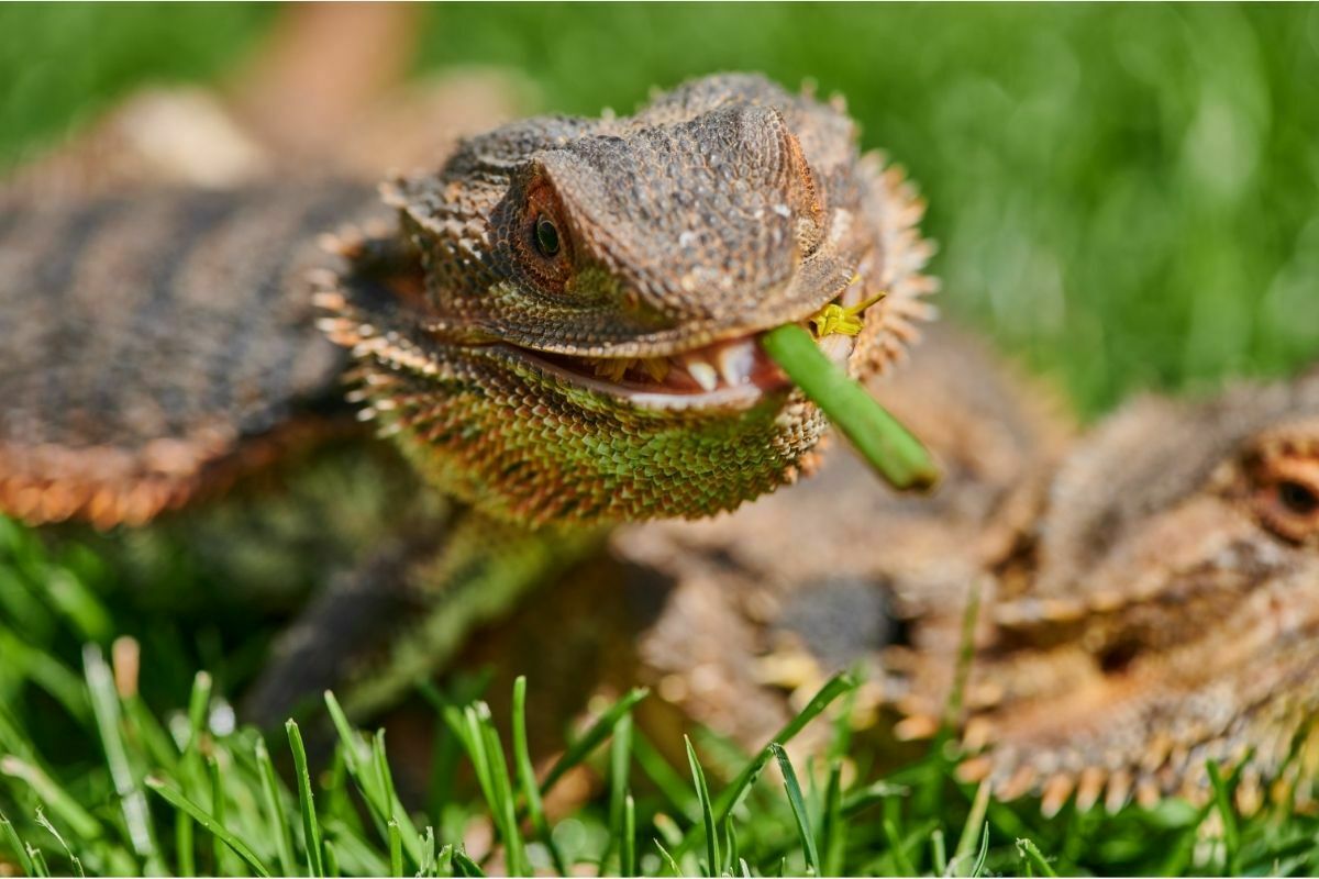 Bearded dragon is eating grass