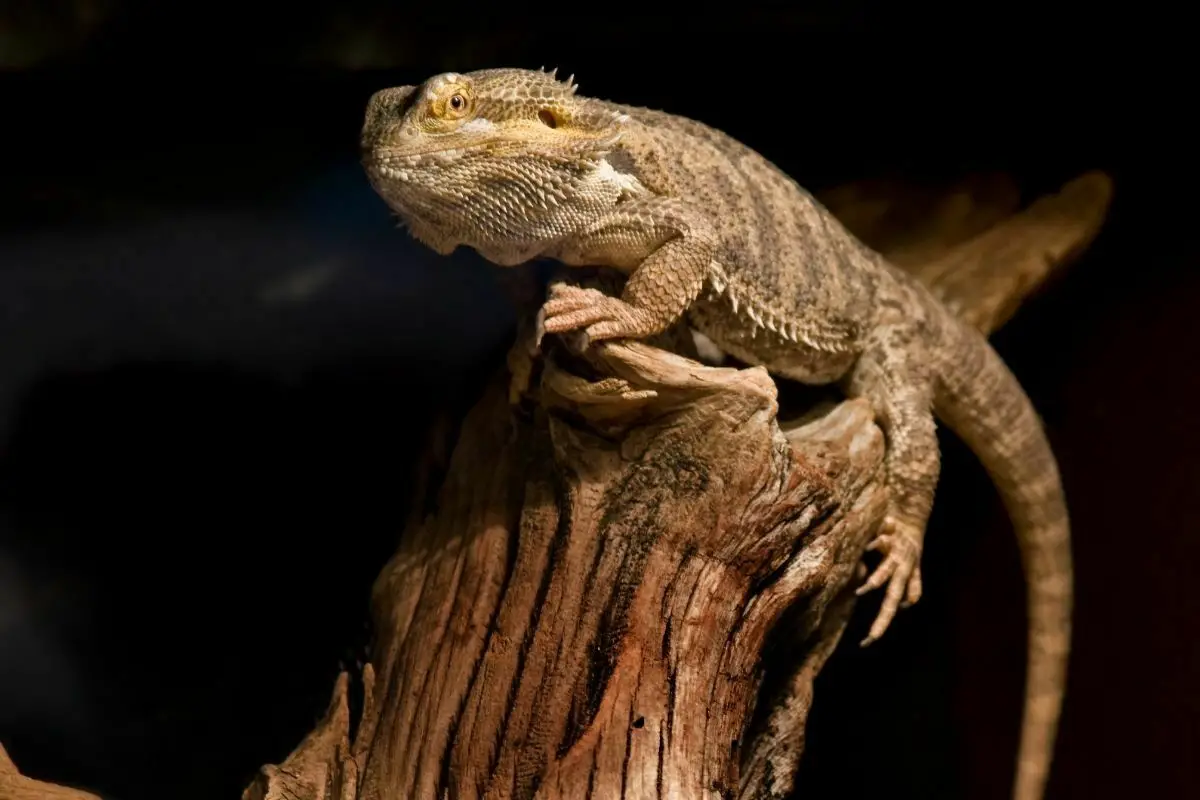 Bearded dragon is laying on the wood