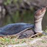 Native turtles of florida