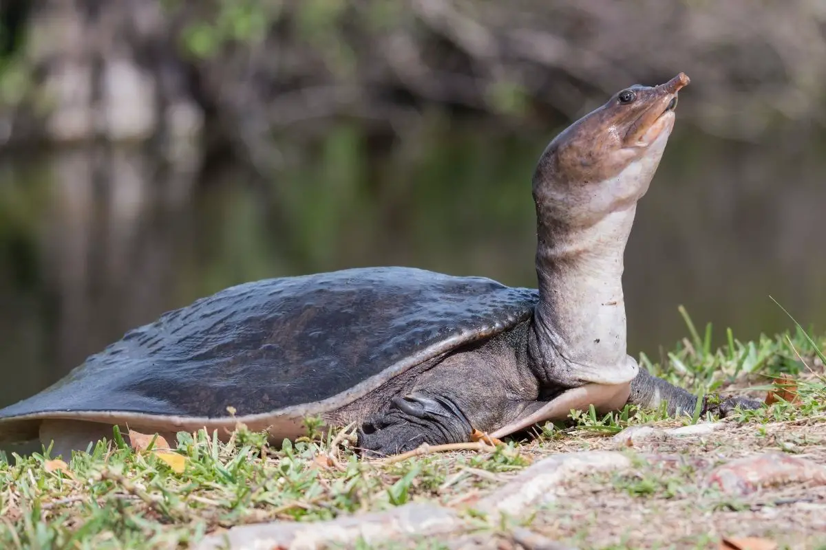 Florida Softshell turtle resting in the grass 