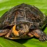 bog turtle sitting on a leaf