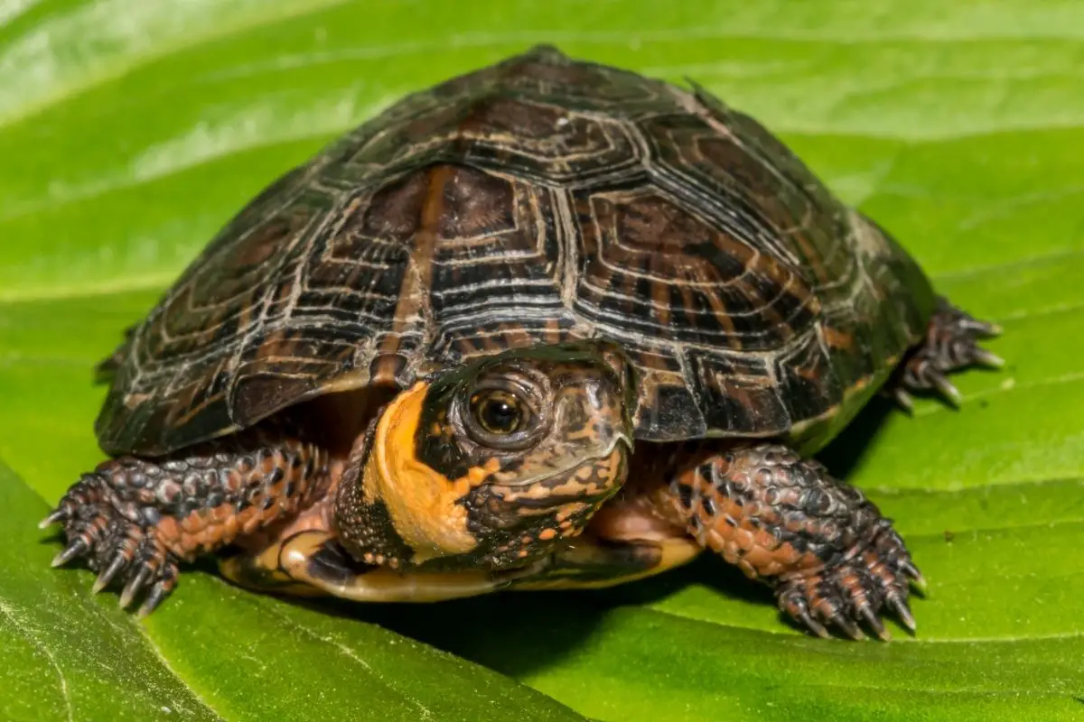 Bog turtle sitting on a leaf