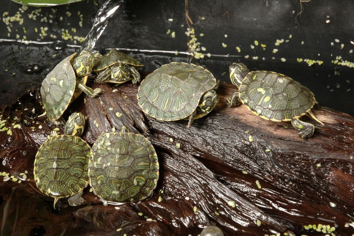 A bunch of baby red-eared slider in the wood