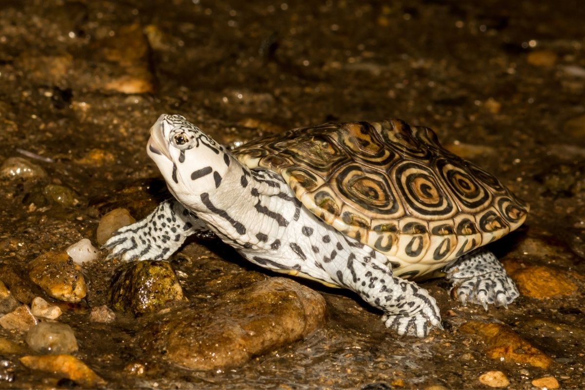 Northern diamondback terrapin walking