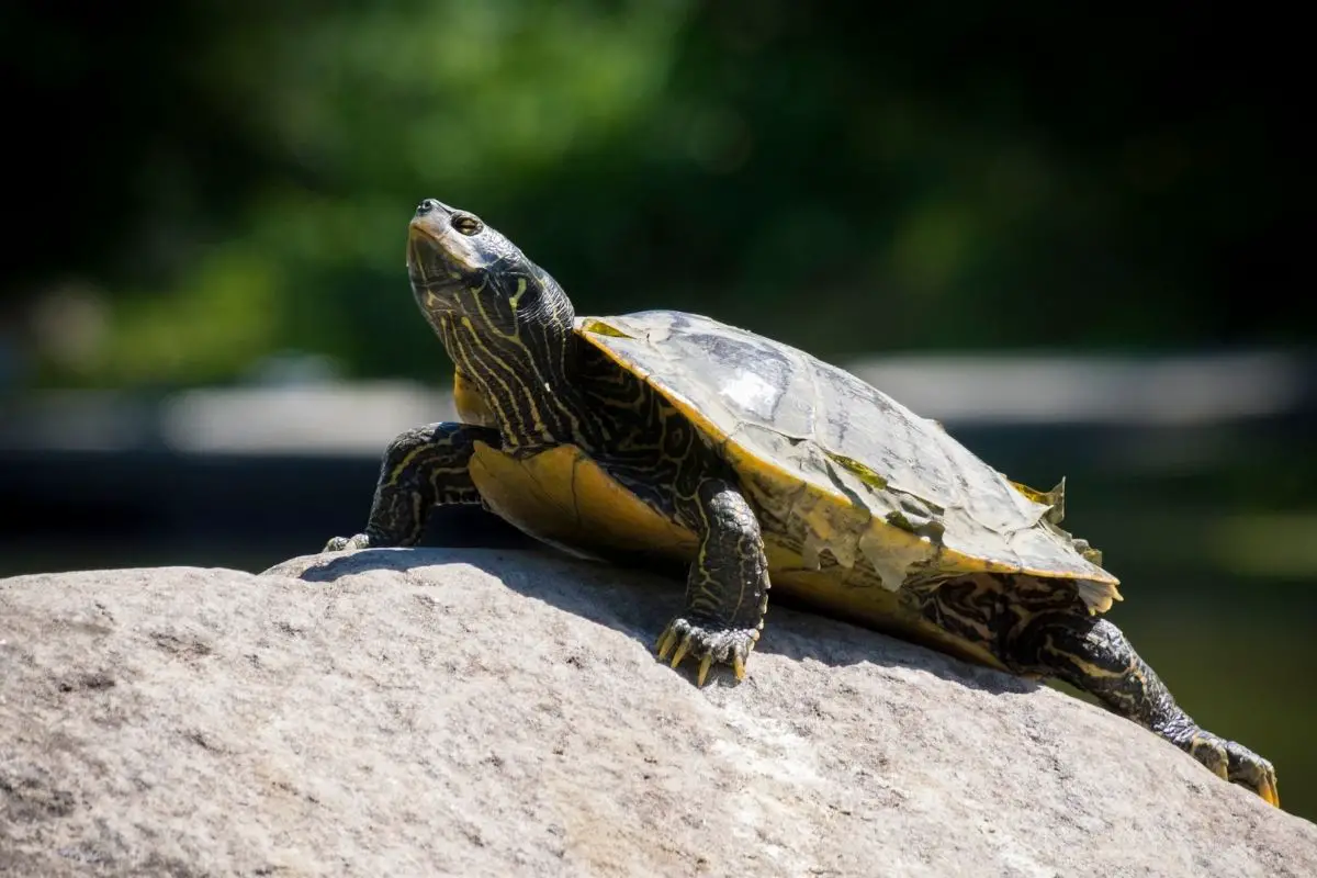 Northern Map Turtle on rock