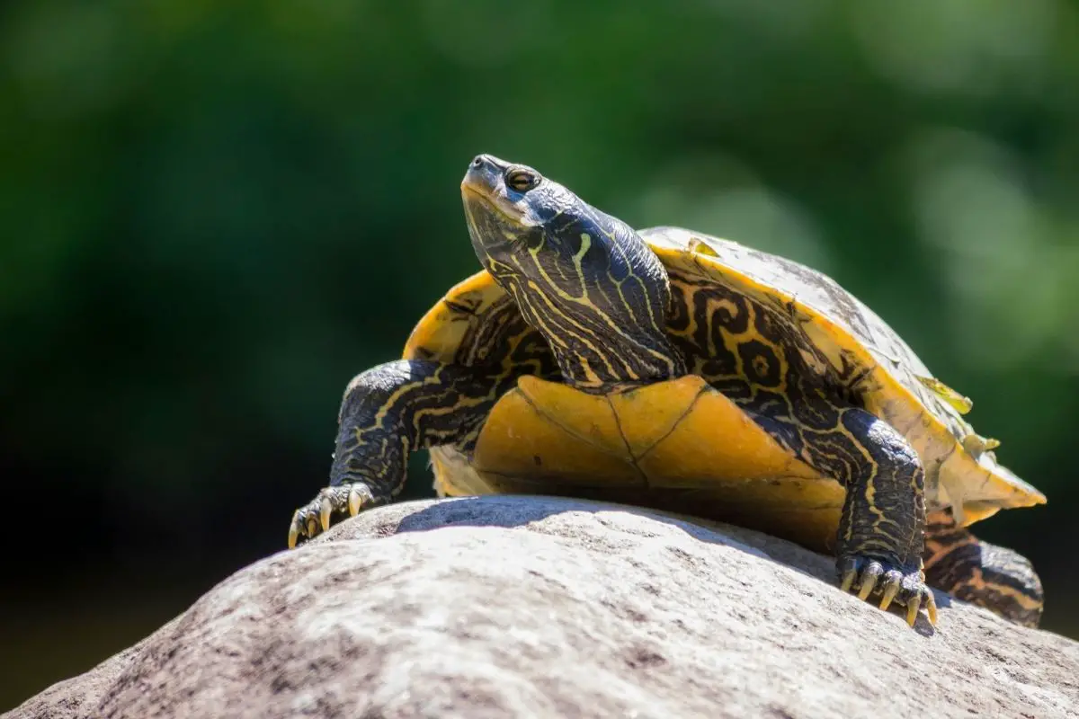 Northern Map Turtle on a rock