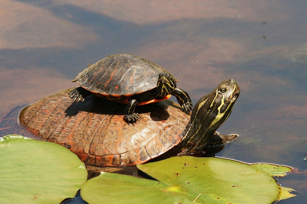 2 northern red-bellied cooter in the water