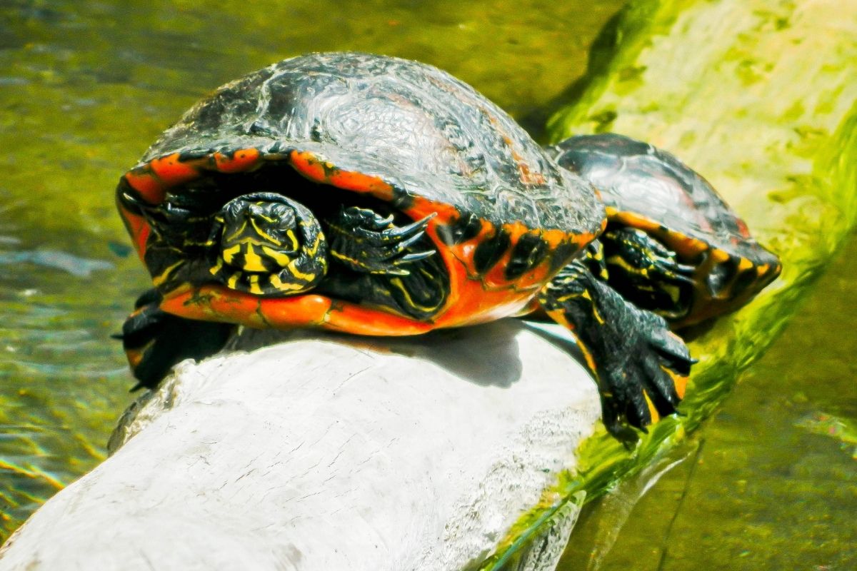 2 northern red-bellied cooter on a log