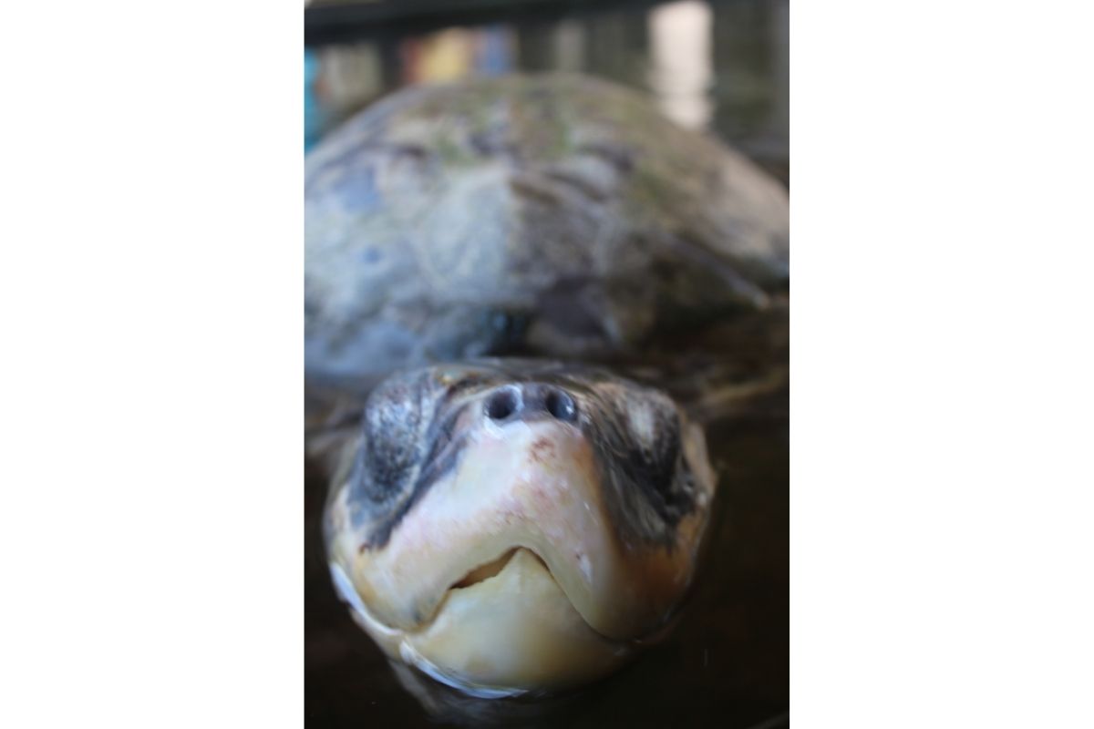 Nose and teeth of a water turtle